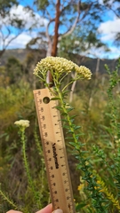 Cassinia denticulata
