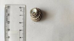 Austrocochlea porcata