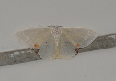 Comibaena nigromacularia