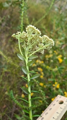Cassinia denticulata