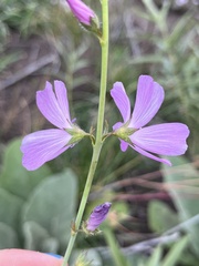 Sidalcea neomexicana