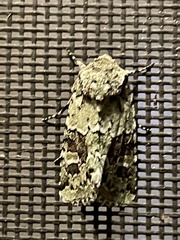 Lacinipolia laudabilis