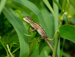 Calotes versicolor