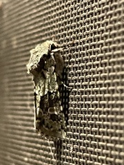 Lacinipolia laudabilis