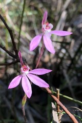 Caladenia fuscata