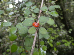 Coprosma rotundifolia