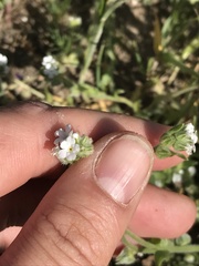 Plagiobothrys canescens