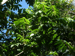 Meliaceae