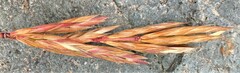 Bromus marginatus