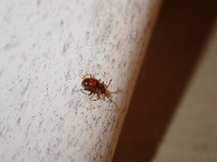 Pselaphinae