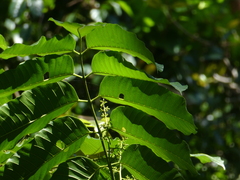 Meliaceae