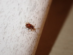Pselaphinae