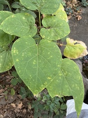 Catalpa bignonioides