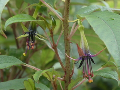 Fuchsia excorticata