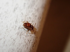 Pselaphinae