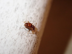 Pselaphinae
