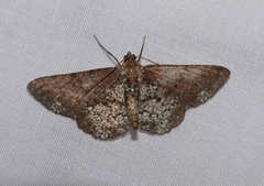Abaciscus tristis