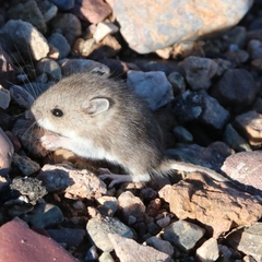 Peromyscus sonoriensis