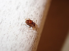 Pselaphinae