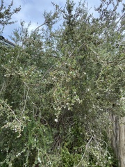 Leptospermum laevigatum