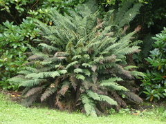Polystichum vestitum