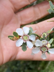 Leptospermum laevigatum