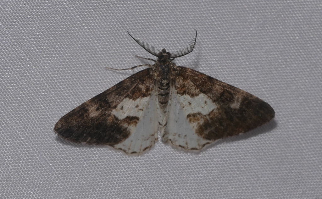 Alcis postcandida
