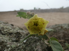 Philibertia solanoides