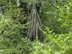 Pseudopanax crassifolius