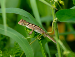 Calotes versicolor