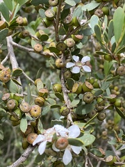 Leptospermum laevigatum
