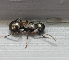 Polyrhachis femorata