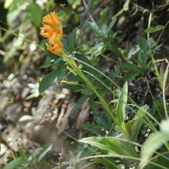 Dichromanthus aurantiacus