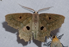 Chlorodontopera discospilata