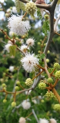 Mimosa bahamensis