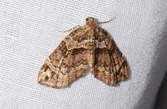 Chaetolopha incurvata