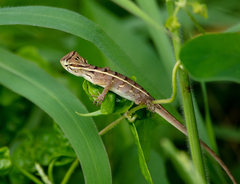 Calotes versicolor