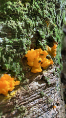 Dacrymyces chrysospermus