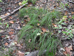 Carex pensylvanica