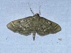 Herpetogramma aeglealis