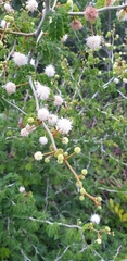 Mimosa bahamensis