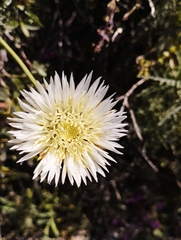 Plectocephalus chilensis