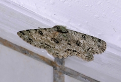 Ophthalmitis pertusaria