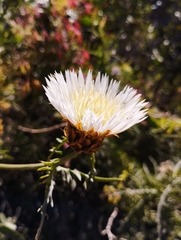 Plectocephalus chilensis