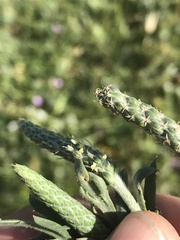 Plantago coronopus