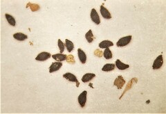 Heuchera micrantha diversifolia