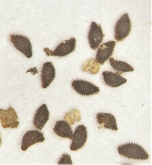 Heuchera micrantha diversifolia