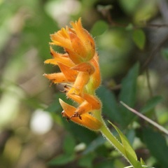 Dichromanthus aurantiacus