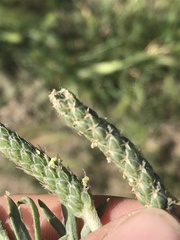 Plantago coronopus