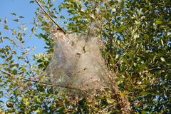 Malacosoma californica